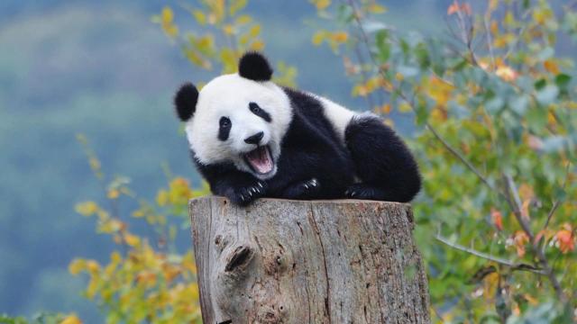 超呆萌的大熊猫