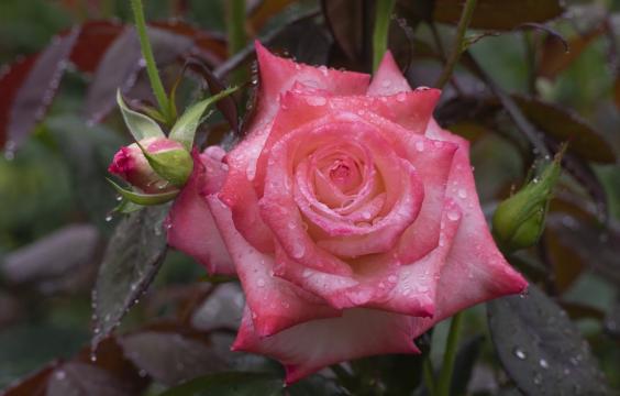 雨后的粉色玫瑰