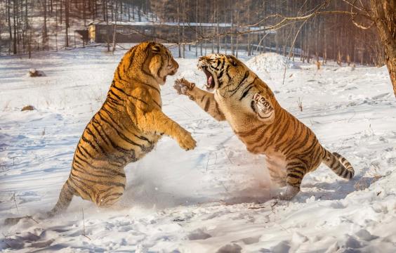 正在打架的两只老虎