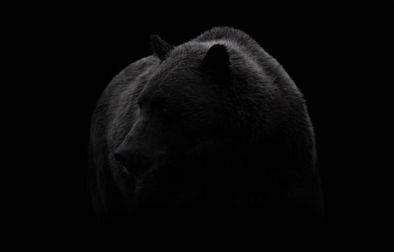 黑暗中的熊