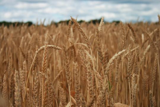 秋日里饱满的小麦