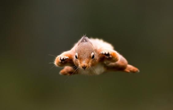 飞翔的松鼠