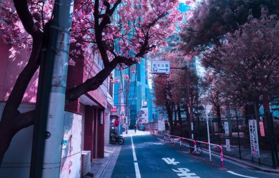 美丽的樱花街道