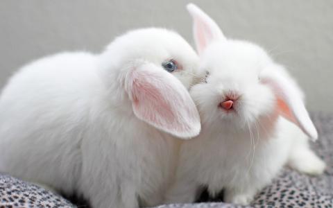 唯美可爱萌系小白兔