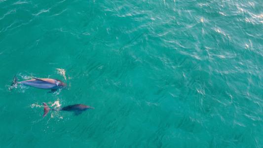 大海里可爱的海豚
