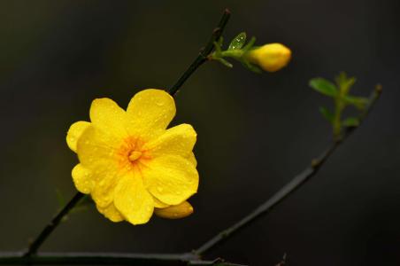 一朵黄色迎春花