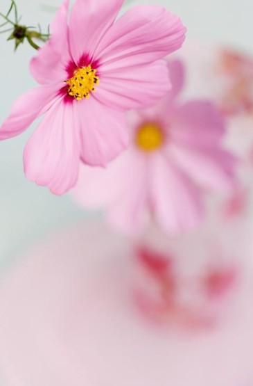 唯美粉色小花