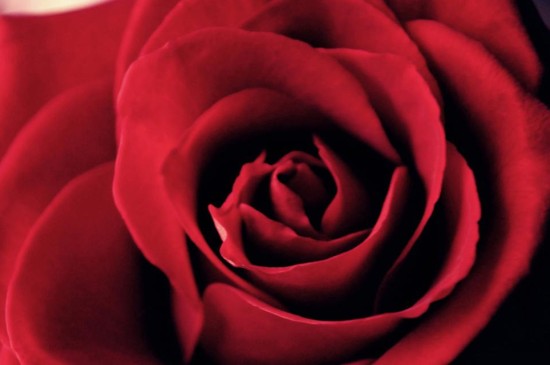 爱情玫瑰桌面壁纸