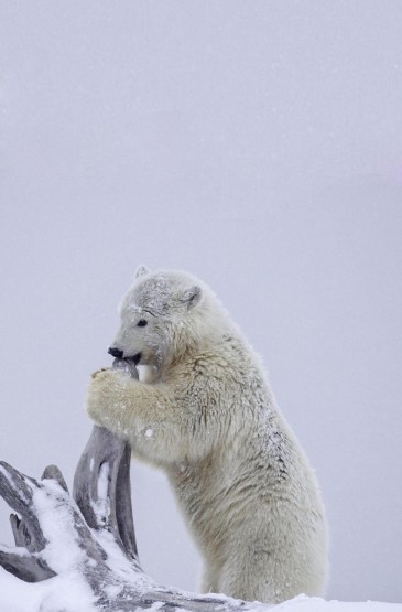 北极熊雪地玩耍摄影手机壁纸