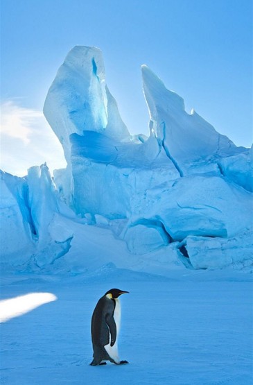 冰天雪地里的企鹅