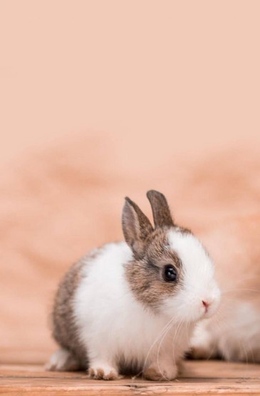 可爱萌兔子