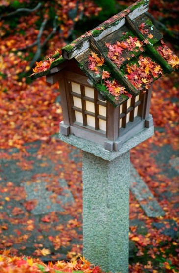 日本秋季枫叶高清摄影