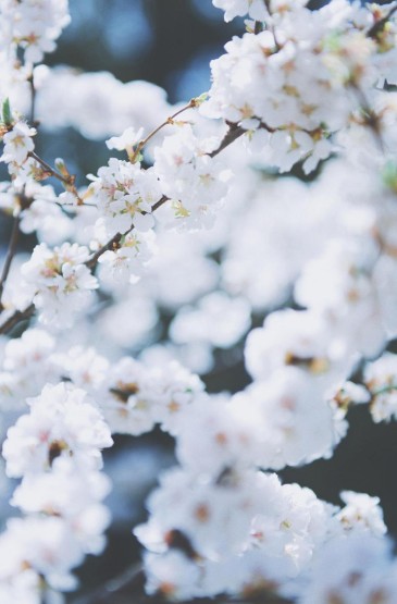 纯白樱花唯美意境摄影