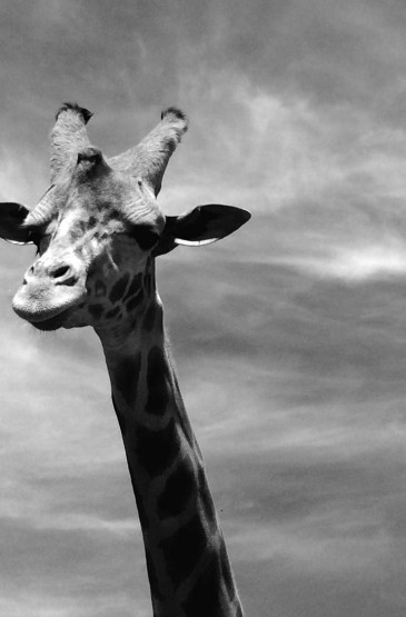 长颈鹿唯美摄影iphone壁纸