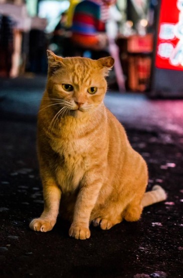 日本街头猫咪写真