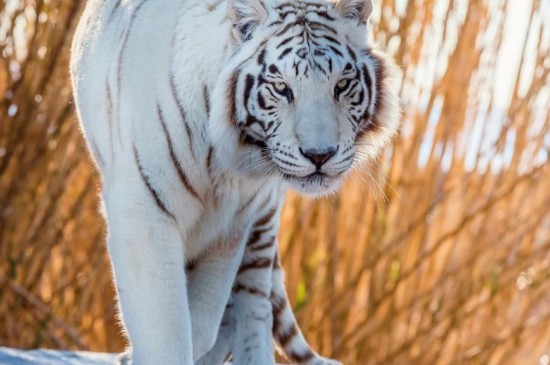 白虎是孟加拉虎的白色变种