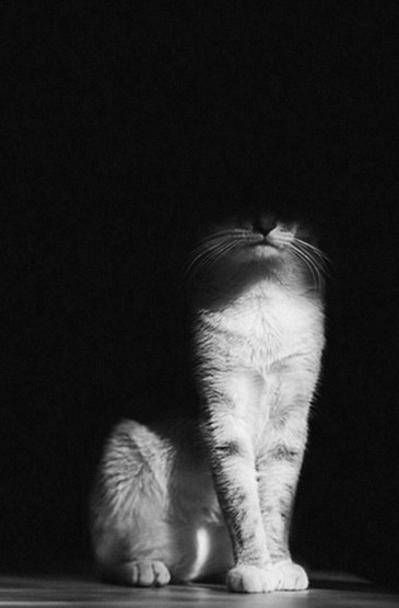 猫咪黑白格调质感写真