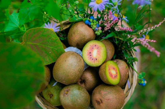 猕猴桃是一种深受消费者喜爱的水果