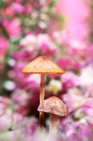 雨后的蘑菇