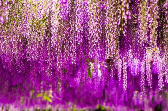 繁星般的紫藤花