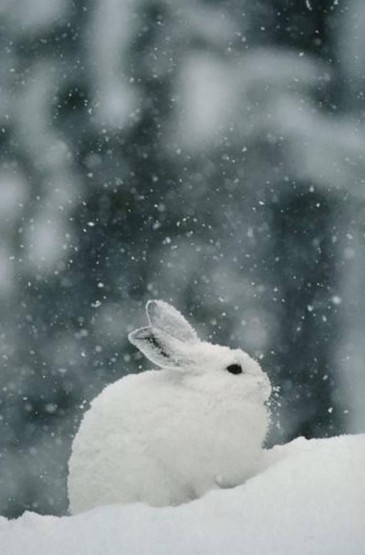 冬天萌萌的雪中动物