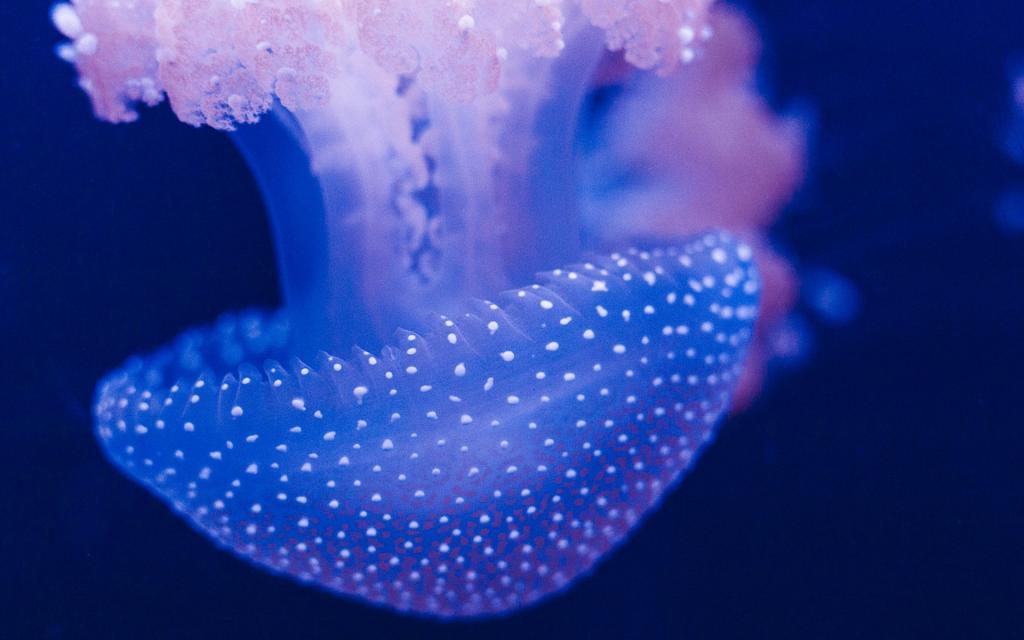 海洋深处的水母