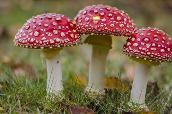 有毒的红色毒蘑菇