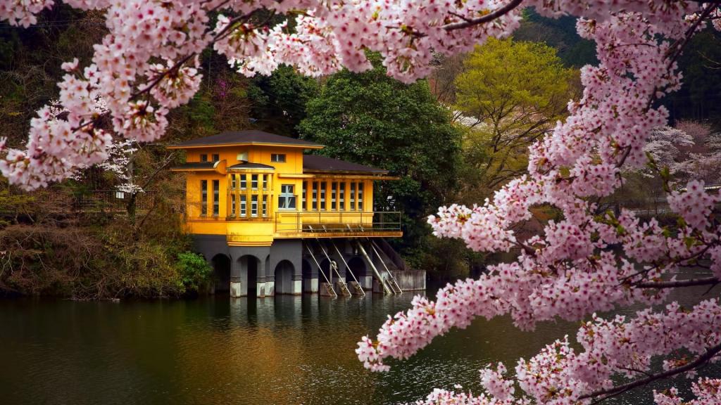 日本樱花风景