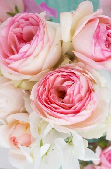 浪漫粉色玫瑰花