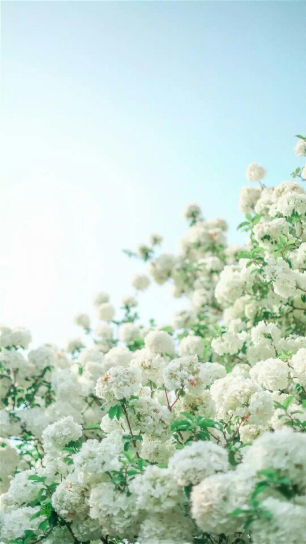 清新唯美的白色绣球花