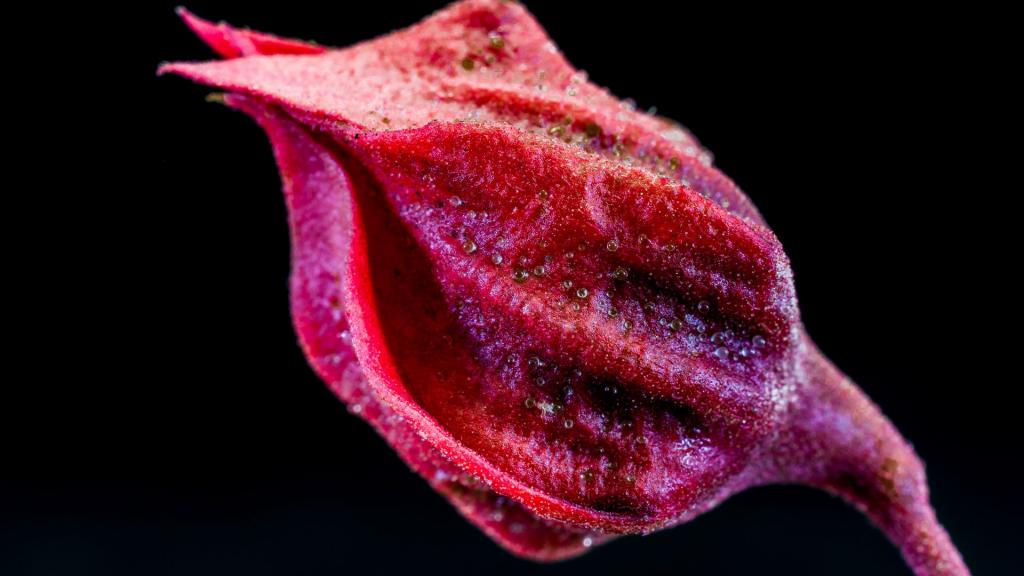 红色花卉植物微距摄影