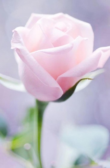 浪漫美丽的玫瑰花