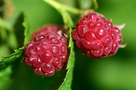 营养丰富的山莓
