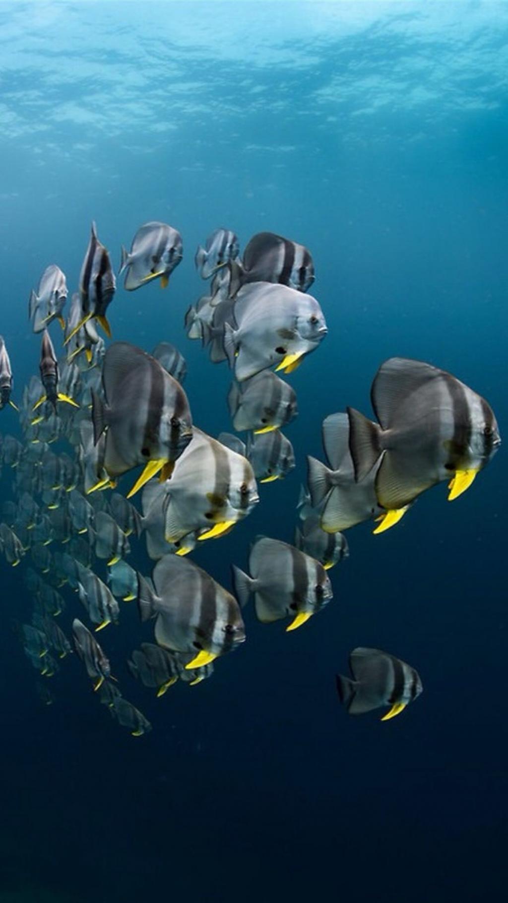 海底世界五颜六色小鱼