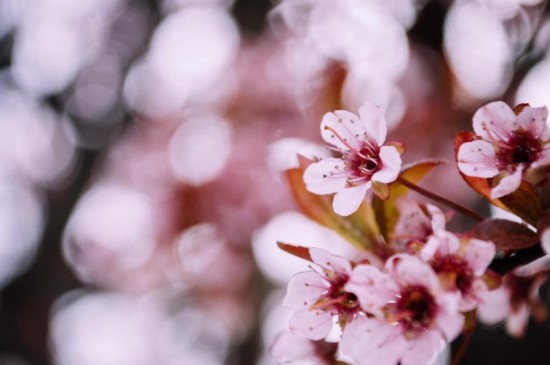 欣赏清新唯美的樱花世界