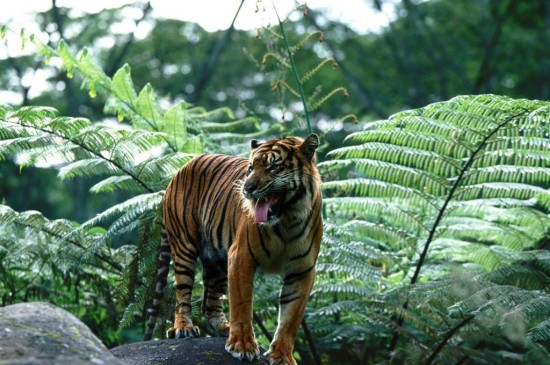丛林之王老虎写真
