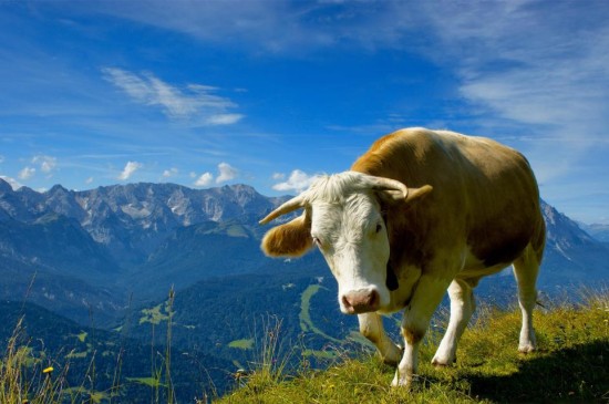 山上温顺的奶牛图片