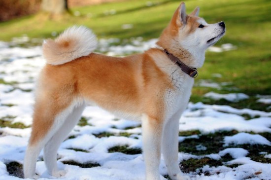 可爱在狗狗在雪中漫步