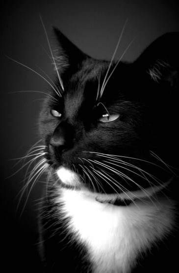 酷炫黑白色调猫咪写真