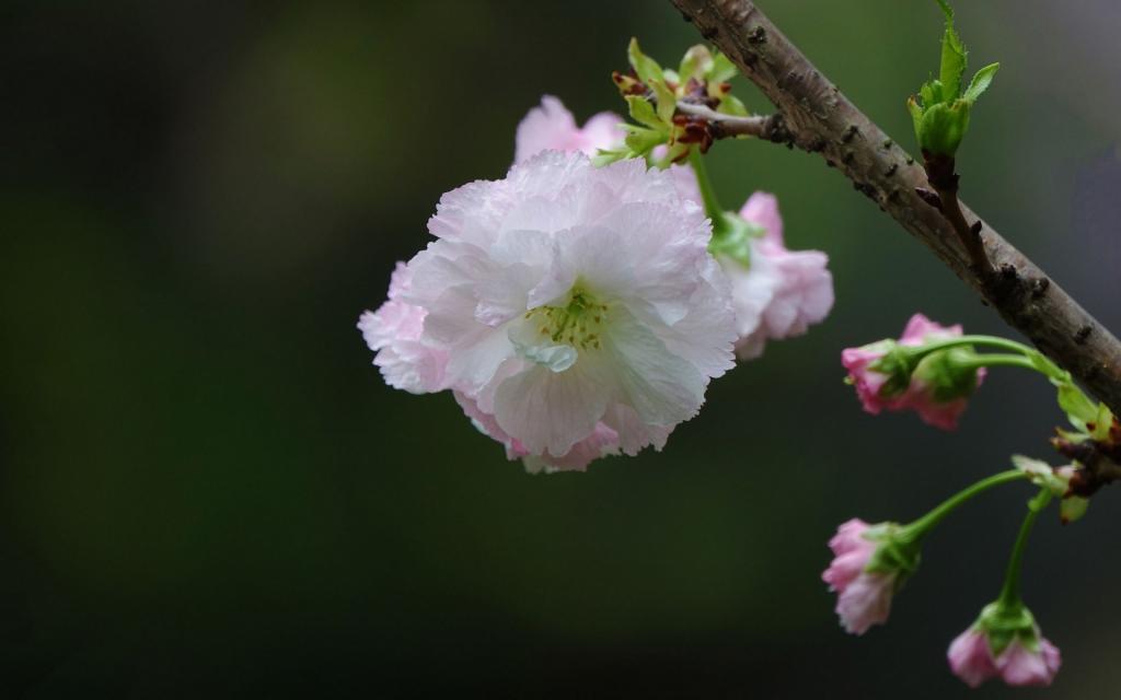 粉白色的樱花