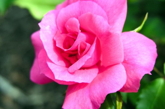 艳丽的蔷薇写真