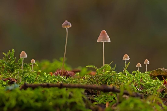 摄影下小清新迷你蘑菇