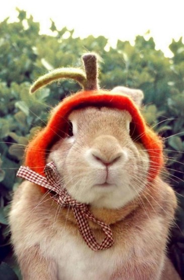 你好呀兔子先生