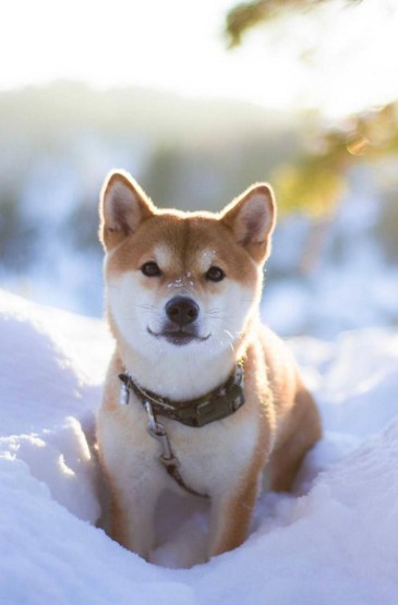 雪地里的柴犬