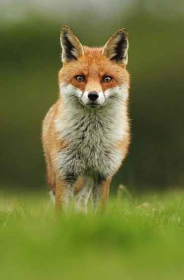 美丽小狐狸