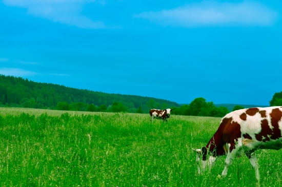 在青青草原吃草的奶牛图片