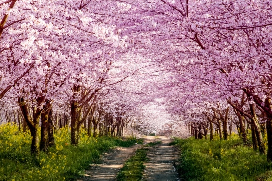 樱花盛开的小路唯美壁纸