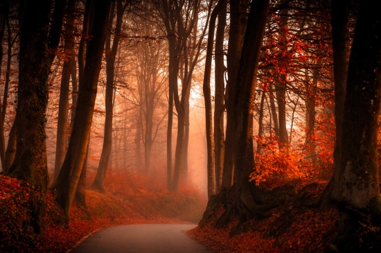 秋天树林雾霭的道路图片