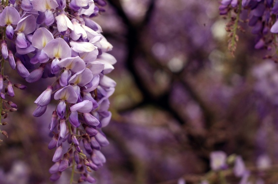 盛开的美丽紫藤花4k桌面
