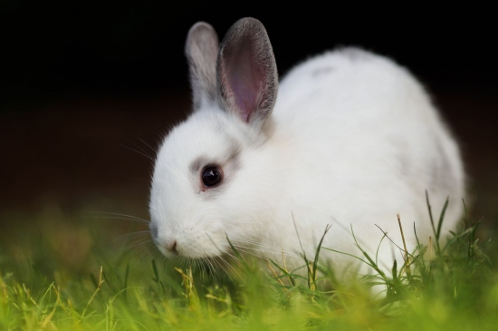 软萌可爱的小白兔